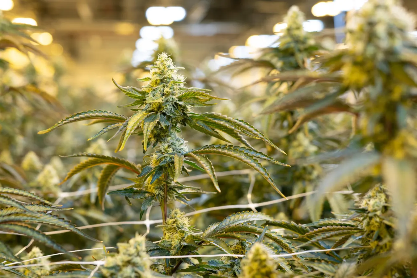 A Cannabis Drug Could Treat Nightmares in PTSD Patients, Study Finds