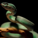 Inside The ‘Terrifying’—And Lucrative—Underworld Of Reptile Trafficking