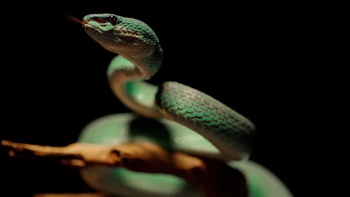 Inside The ‘Terrifying’—And Lucrative—Underworld Of Reptile Trafficking