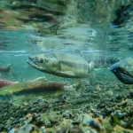 What Five Salmon Taught Me