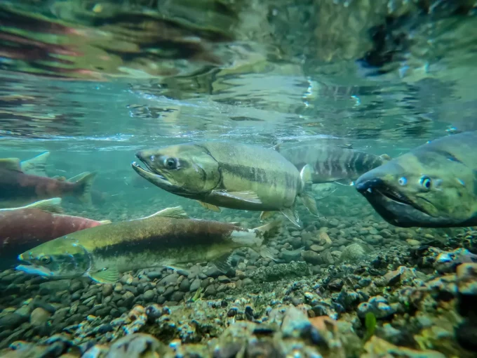 What Five Salmon Taught Me
