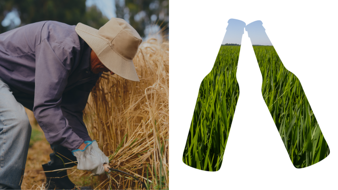 Meet The Local Farmers Behind AB InBev’s Iconic Beers