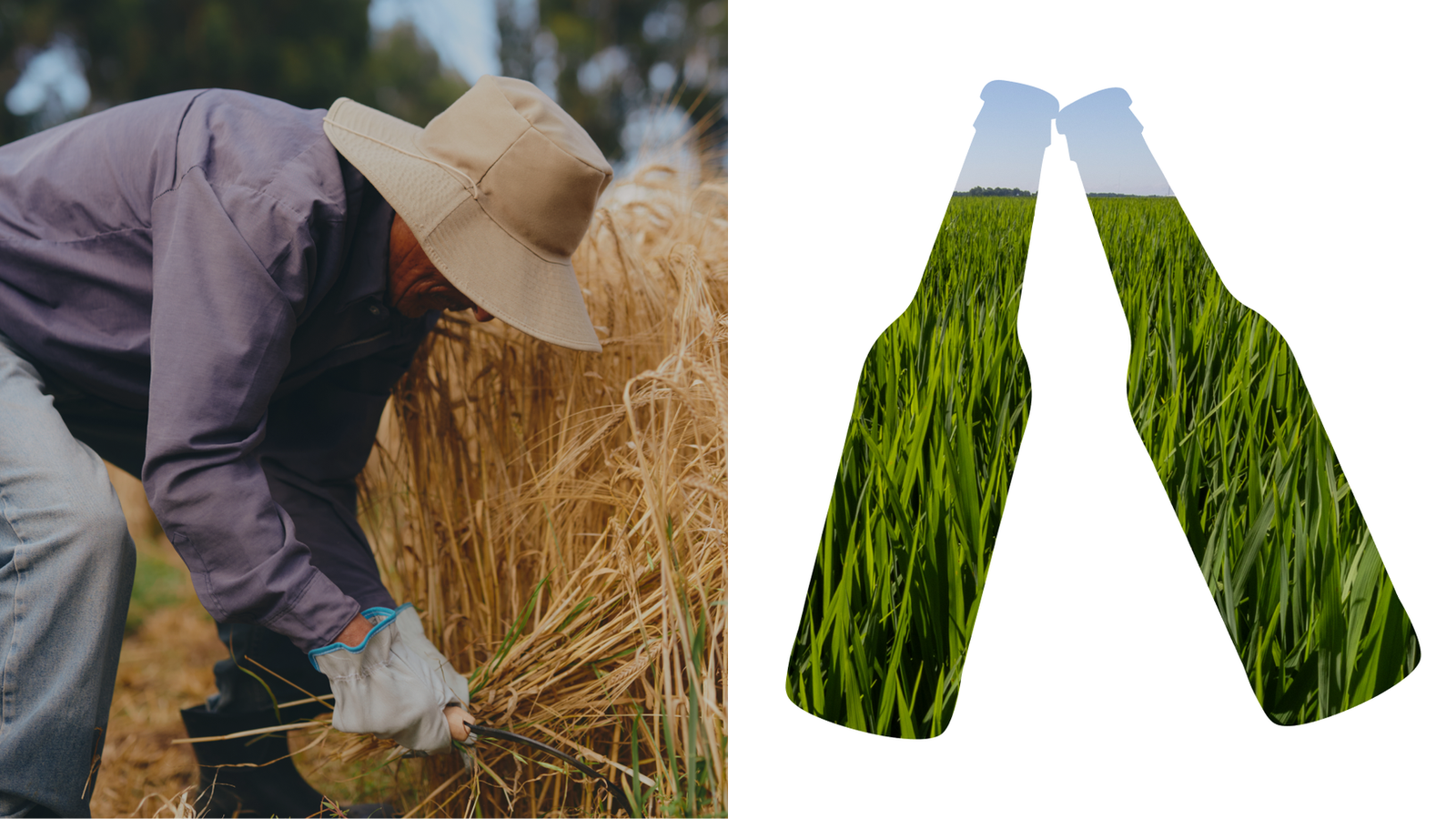 Meet The Local Farmers Behind AB InBev’s Iconic Beers