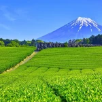 America Can’t Get Enough Matcha. Japan Is Struggling To Keep Up