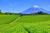 America Can’t Get Enough Matcha. Japan Is Struggling To Keep Up