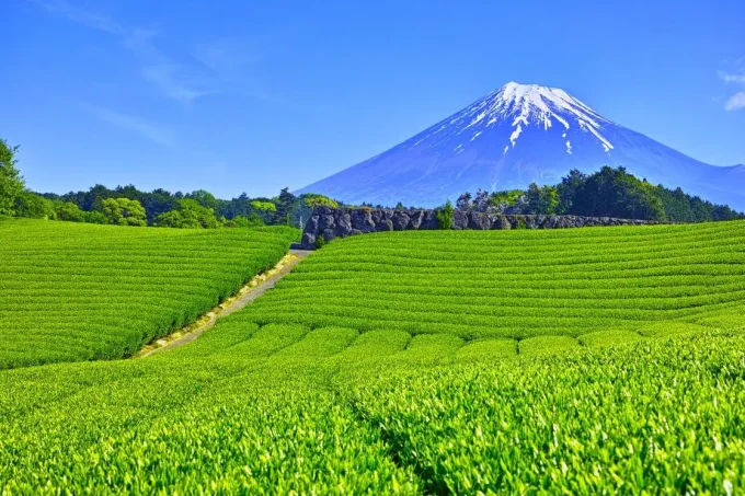 America Can’t Get Enough Matcha. Japan Is Struggling To Keep Up