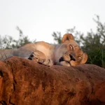 The Disney Park Operator That Has Just Taken Over A Zoo