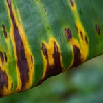 The Banana Faces An Existential Threat. Can Biotech Save It?