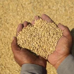 Global Food Prices Near Four-Year High, UN Report Says