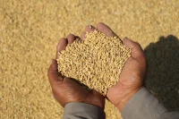 Global Food Prices Near Four-Year High, UN Report Says