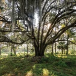 Beau Welling’s ‘Old World’ Orange Hill Is Kiawah’s Newest Golf Course