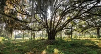 Beau Welling’s ‘Old World’ Orange Hill Is Kiawah’s Newest Golf Course